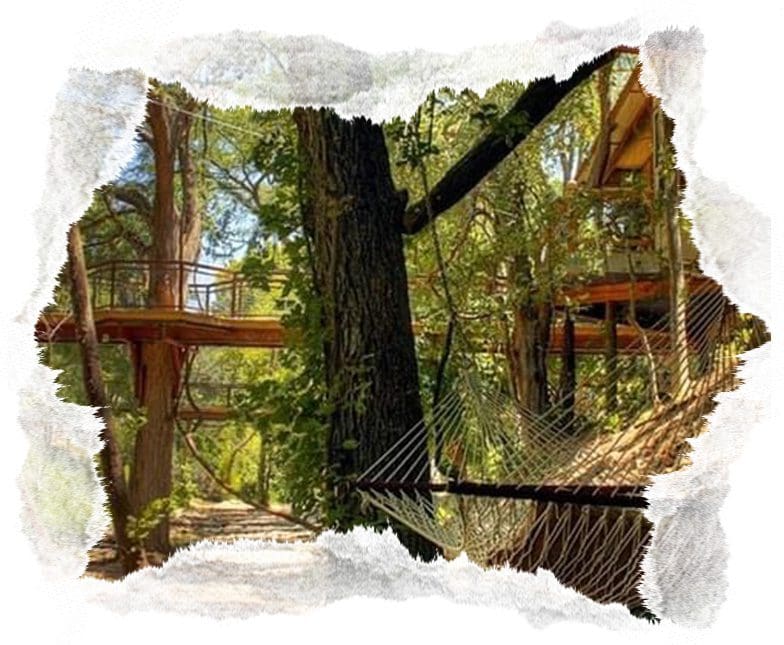 A view of trees and a bridge from the ground.